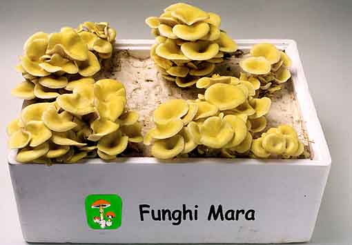 Unguento a buon mercato da un fungo tra posizione delle dita